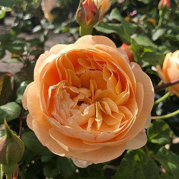 Роза парковая Роальд Даль