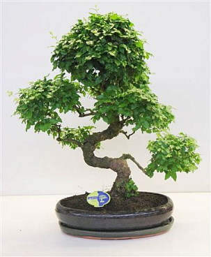 Bonsai Ligustrum Sinensis Shape, Without D