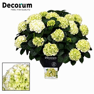 Hydrangea Ma White 20+ (decorum)
