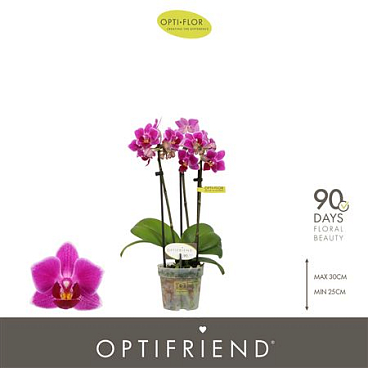 Phal 3st Fay 15+ (opti)