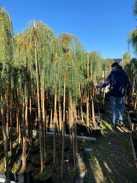 Лиственница кемпфера Стиф Випер штамб 140