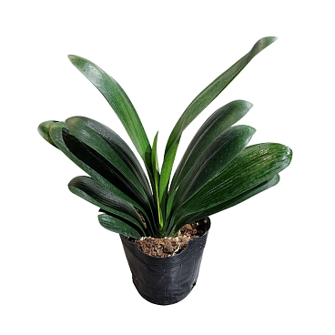 Кливия Миниата