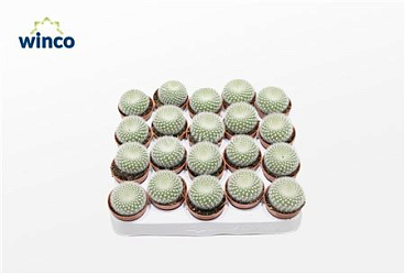 Notocactus Haselbergii