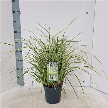 Carex Morrowii Goldband