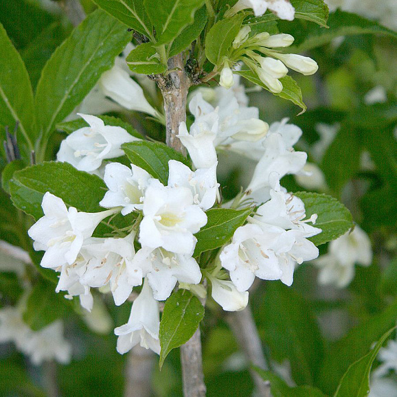 Вейгела цветущая Кандида