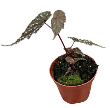 Begonia Sumatran Spotted