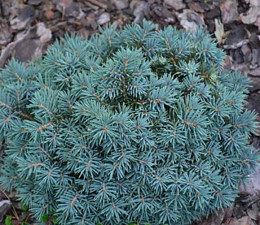 Ель колючая Спацек штамб