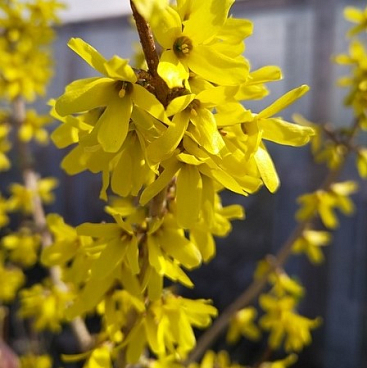 Форзиция промежуточная Линвуд Голд