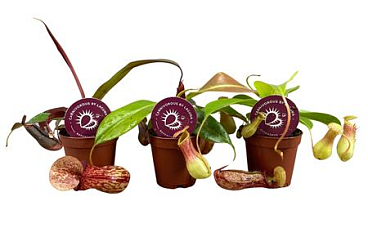 Nepenthes Op Soort