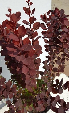 Барбарис тунберга Чоклэт Саммер