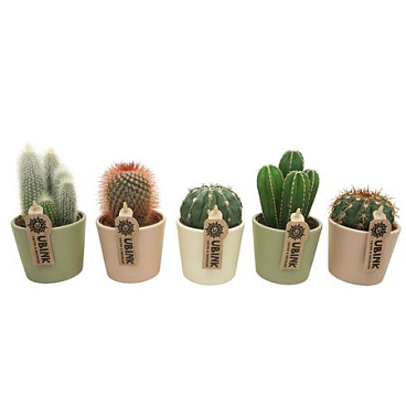 Cactus Mix Pastel Pot