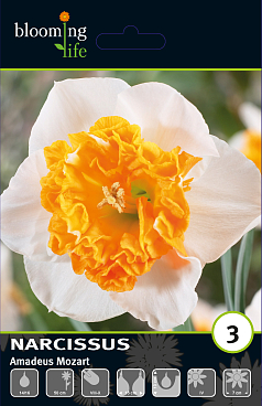 Нарцисс крупнокорончатый Амадей Моцарт