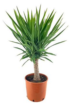 Yucca Elegans