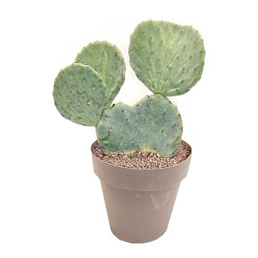 Opuntia Robusta In Pot Production