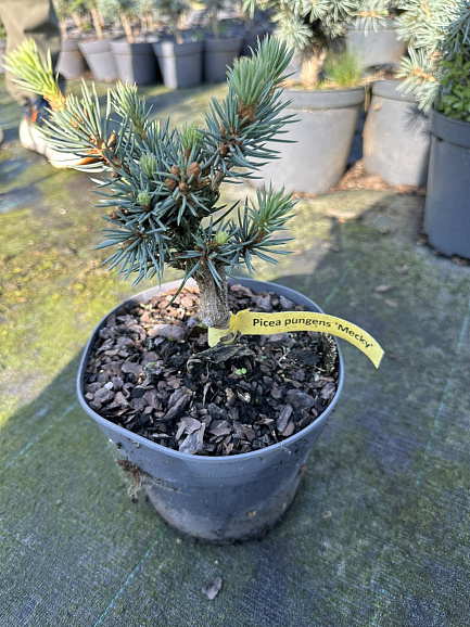 Ель колючая Меки