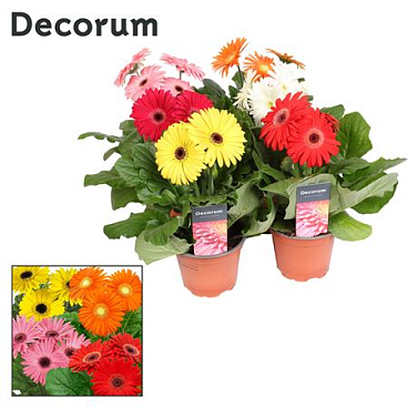 Gerbera Mix 3+ (decorum)
