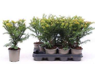 Taxus Baccata Repandens