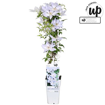Clematis Tranquilite P1