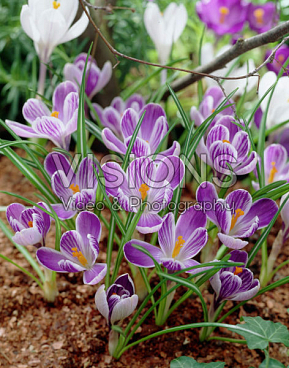 Крокус крупноцветковый Кинг Оф Страйпд | Оптовая цветочная компания «Флора Групп» Крокус крупноцветковый Кинг Оф Страйпд