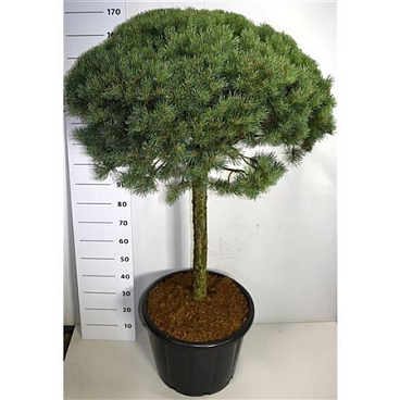 Pinus Sylv Watereri On Stem