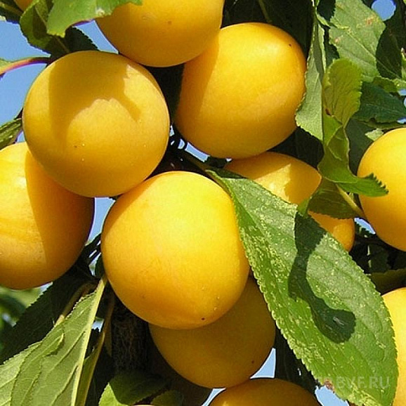 Алыча Мара в тубе