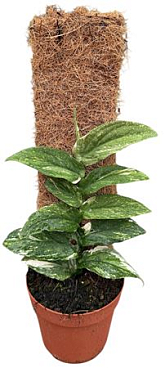 Rhaphidophora Korthalsii Variegata