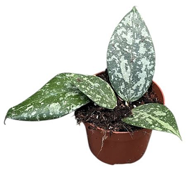 Hoya Verticillata Nganjuk