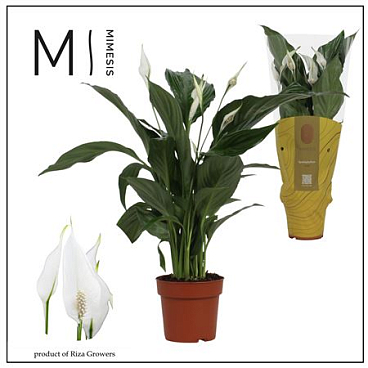 Spath Sweet Ricardo 5+ (mimesis)