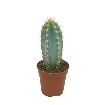 Pilosocereus Azureus Picker