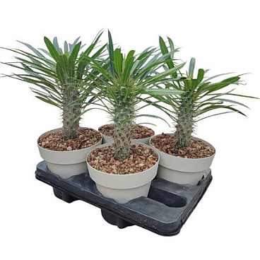 Pachypodium Lamerei