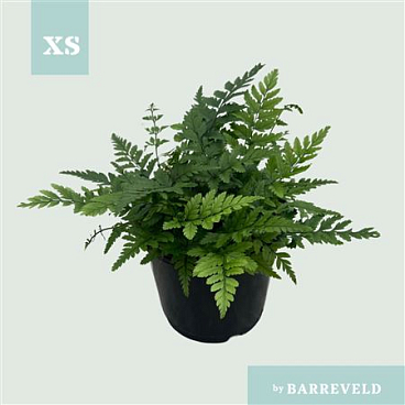 Polystichum Tsussimense Korean Rock Fern