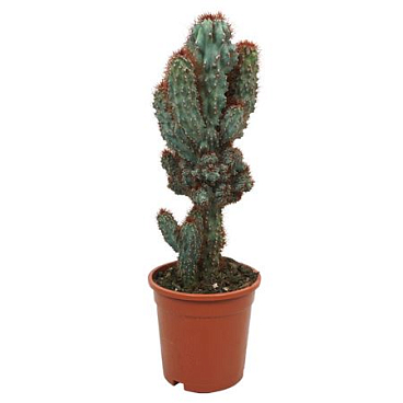 Cereus Peruvianus Monstrosus