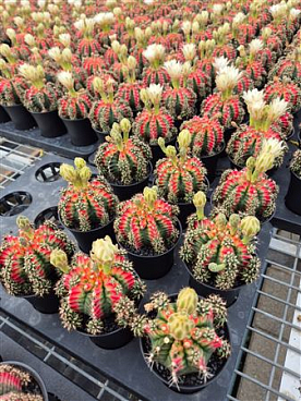 Gymno Cactus Multicolor Flowering