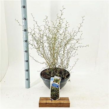 Sophora Pr Little Baby