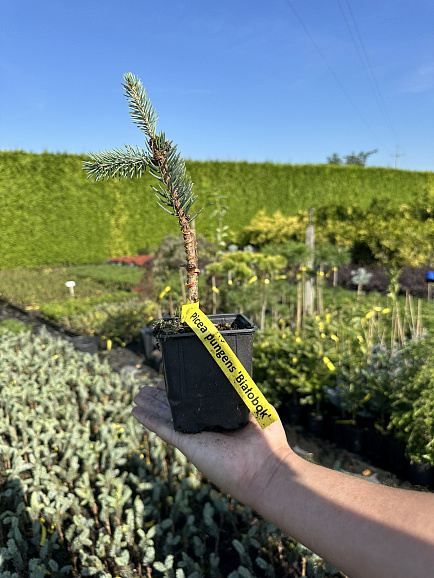 Ель колючая Белобок