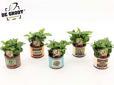Coffea Arabica In Ceramic