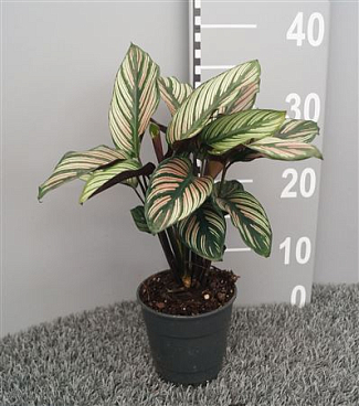 Calathea Majestica Whitestripe