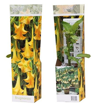 Brugmansia Yellow