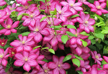 Клематис гибридный Вилли Де Лион