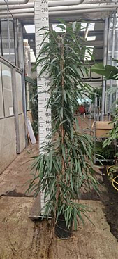 Ficus Bin Alii Piramide