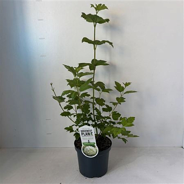 Viburnum Opulus Roseum