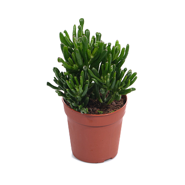 Крассула овата Хоббит