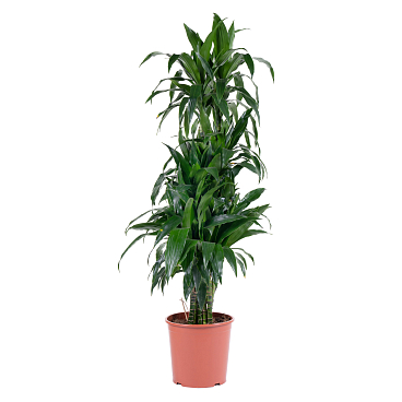 Драцена фрагранс Джанет Крейг разветвленная