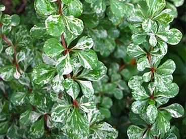 Барбарис тунберга Корник