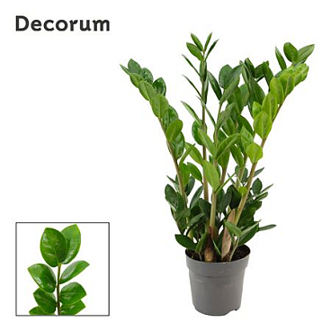 Zamioculcas Lima 4+