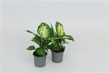 Dieffenbachia Camilla Compacta