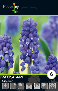 Мускари Суперстар | Оптовая цветочная компания «Флора Групп» Мускари Суперстар