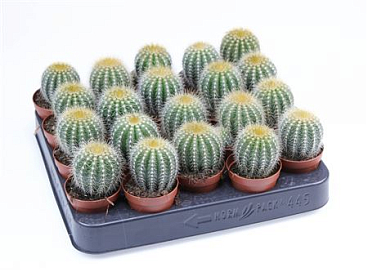 Eriocactus Magnificus