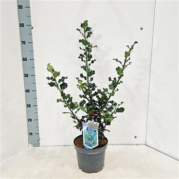 Ilex Mes Blue Angel