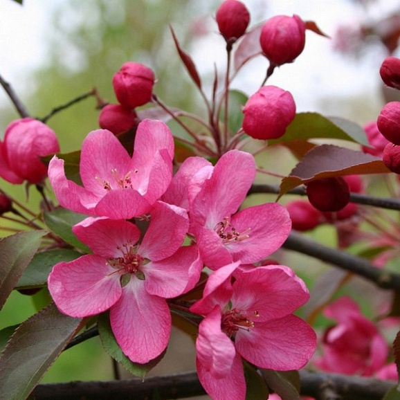 Яблоня декоративная Рудольф в тубе